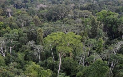 amazon rainforest