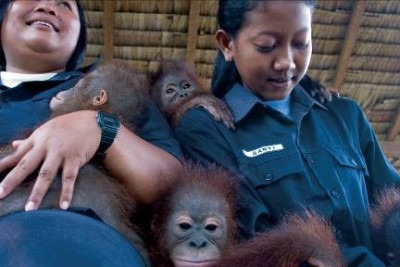 Borneo orangutan orphans being raised for reintroduction into the wild, Indonesia © M.C. Tobias