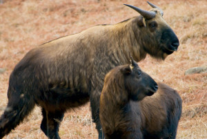 Takin (Budorcas taxicolor whitei), Bhutan © J. G. Morrison