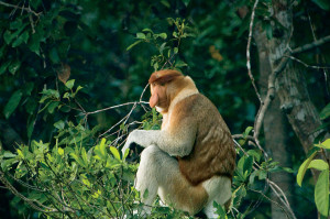 Male proboscis monkey (Nasalis larvatus), Borneo © M. C. Tobias