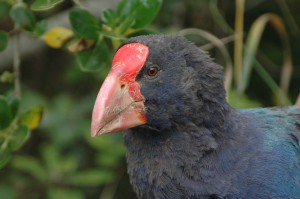 New Zealand South Island Takahē (Porphyrio hochstetteri) © M. C. Tobias