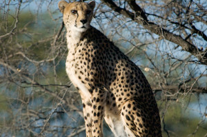  Namibian cheetah, (Acinonyx jubatus jubatus) © M. C. Tobias