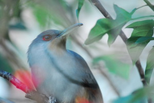 Hispaniolan Lizard Cuckoo, (Coccyzus longirostris), Southwestern Haiti © M. C.  Tobias