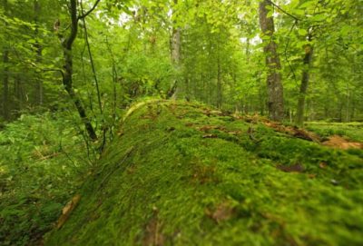 Bialowieza National Park, Poland Photo © M.C.Tobias