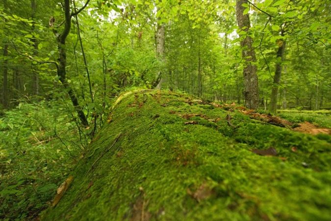 Bialowieza National Park, Poland Photo © M.C.Tobias