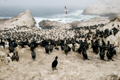 Rookeries at the Farallon National Wildlife Refuge, California, © M.C. Tobias