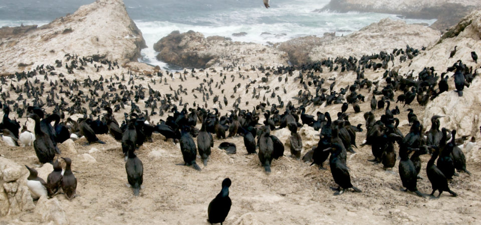 Rookeries at the Farallon National Wildlife Refuge, California, © M.C. Tobias