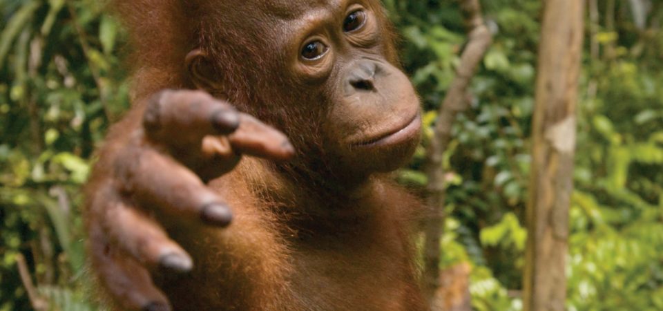Young Orangutan at Tanjung Puting National Park, Kalimantan, Indonesian Borneo, © J.G.Morrison