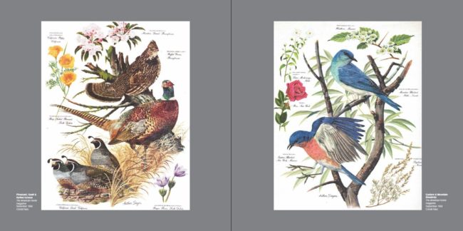 Arthur Singer (Left) Pheasant, Quail & Ruffed Grouse, November 1956 (Right) Eastern & Mountain Bluebirds, September 1956, “The American Home” magazine, Condé Nast