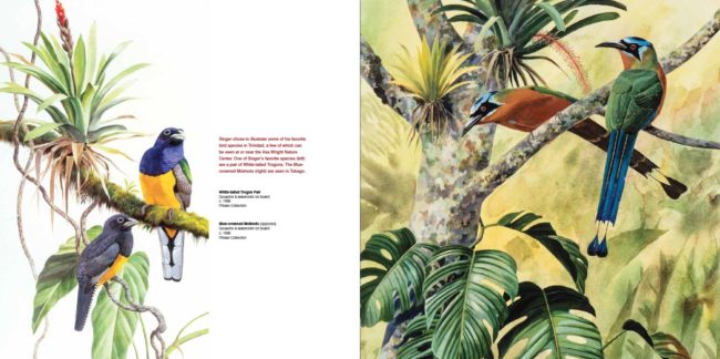 Arthur Singer, Gouache & watercolor on board, c. 1986, Private Collection (Left) White-tailed Trogon Pair (Right) Blue-crowned Motmots