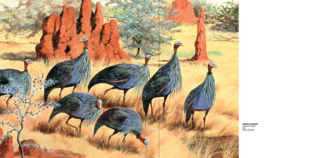  Arthur Singer Vulturine Guineafowl, Gouache on board, 1967, Private Collection