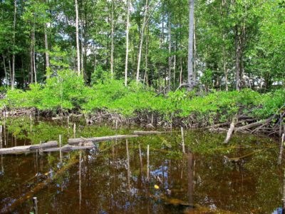 Young mangrove saplings growing in Kubu Raya, West Kalimantan, Indonesia. by Sigit Deni Sasmito/CIFOR