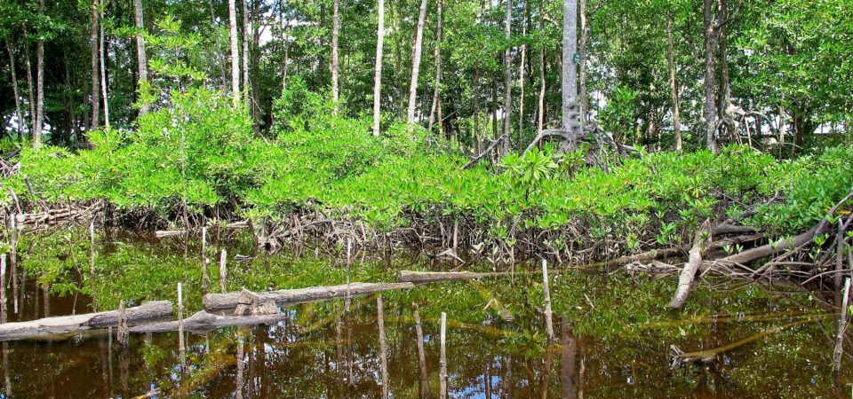Young mangrove saplings growing in Kubu Raya, West Kalimantan, Indonesia. by Sigit Deni Sasmito/CIFOR