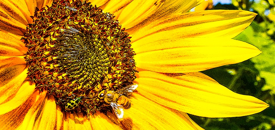 A bee and beetle both eating from a flower