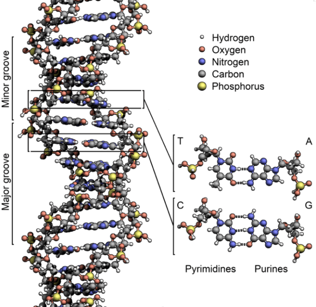 Figure  I-6. In 1953, Watson and Crick discovered that DNA has a double helix structure comprising two long molecules twisted around each other like a ladder. The steps in the ladder are comprised of (A) adenine, (C) cytosine, (G) guanine, and (T) thymine; and the ordering of A, C, G and T is the genetic coding of DNA [34].