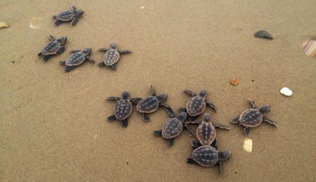 sea turtles