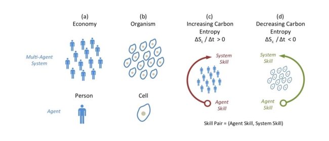 Figure S2-3. The Silver Gun Hypothesis includes a probabilistic theory that multi-agent systems, such as (a) economies and (b) organisms, have evolved to either (c) increase, or (d) decrease the entropy of carbon in the environment. The (c) clockwise arrow denotes carbon emissions and an increase in the entropy of carbon, and the (d) anti-clockwise arrow denotes carbon sequestration and a decrease in the entropy of carbon. A natural multi-agent system can only express one dominant pair of thermodynamic skills (i.e. η and Ψ). Agents inherit one of the skills (η or Ψ), and the other skill emerges from the multi-agent system. Refer the main text for a definition of η and Ψ, and see Table S2-1 for examples.