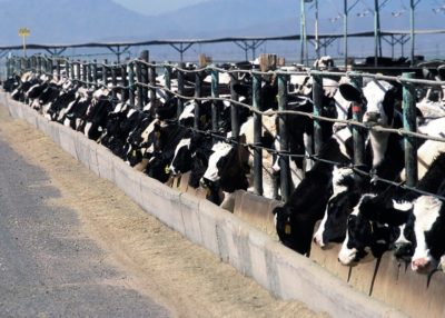 Cattle feedlot