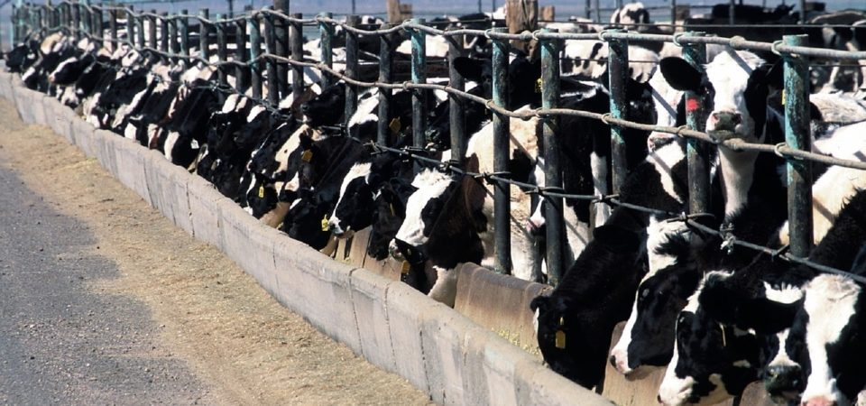 Cattle feedlot