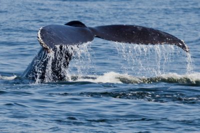 Humpback whale fluke