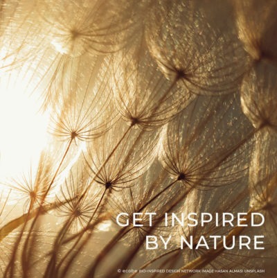 The Bio-Inspired Design Adventure