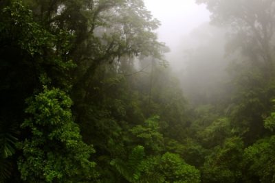 Photo of tropical rainforest