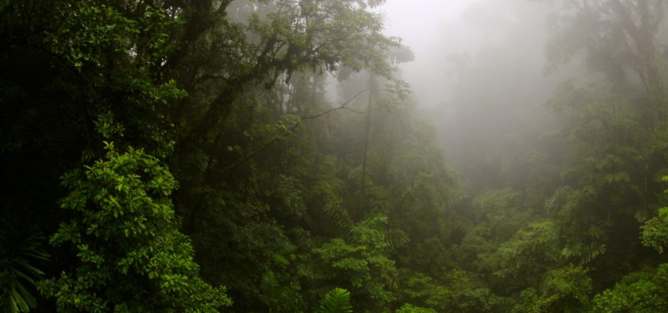 Photo of tropical rainforest