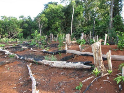 Deforestation