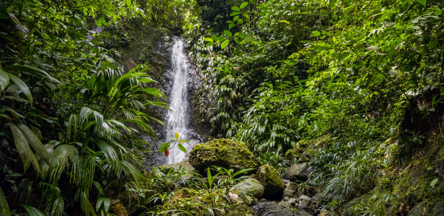 protected streams in the Mamoní Valley Preserve, Panama